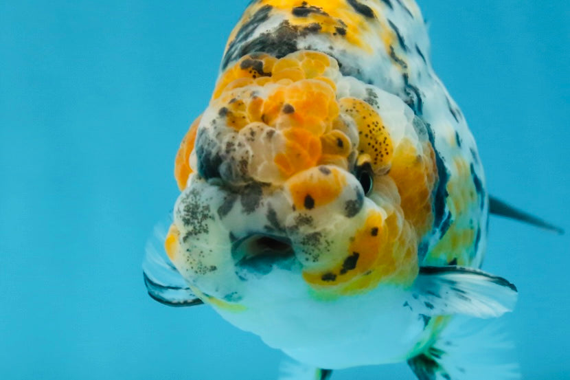 A Grade Tricolor Tiger LionKing 4.5-5 inches #062725LC_02