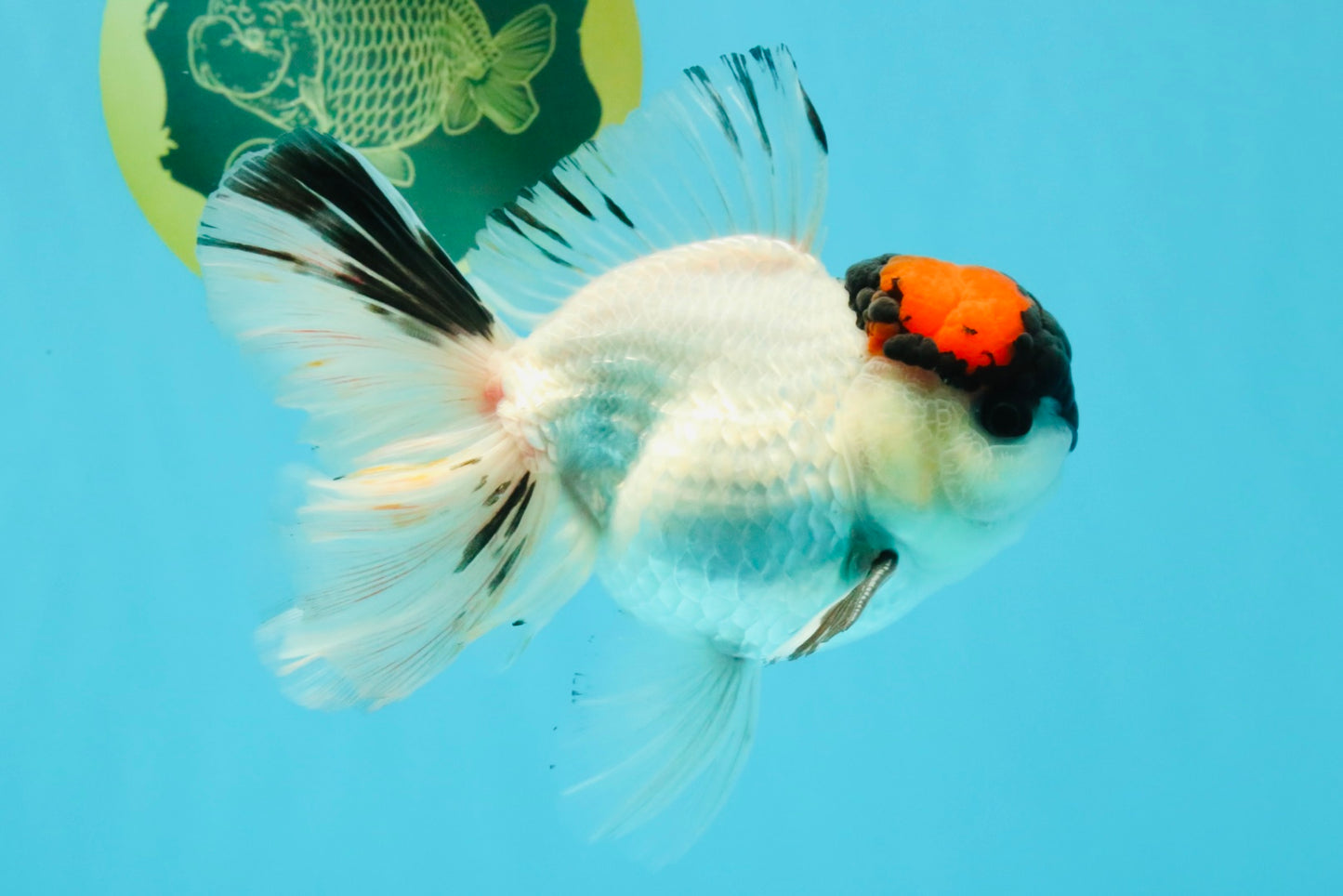 A Grade Tricolor Oranda Male 5.5 inches #030626OR_21