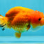 Orange Lionchu Female 4.5 inches #0927LC_35