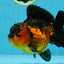 Apache Yuanbao Male 5 inches #110725YB_07
