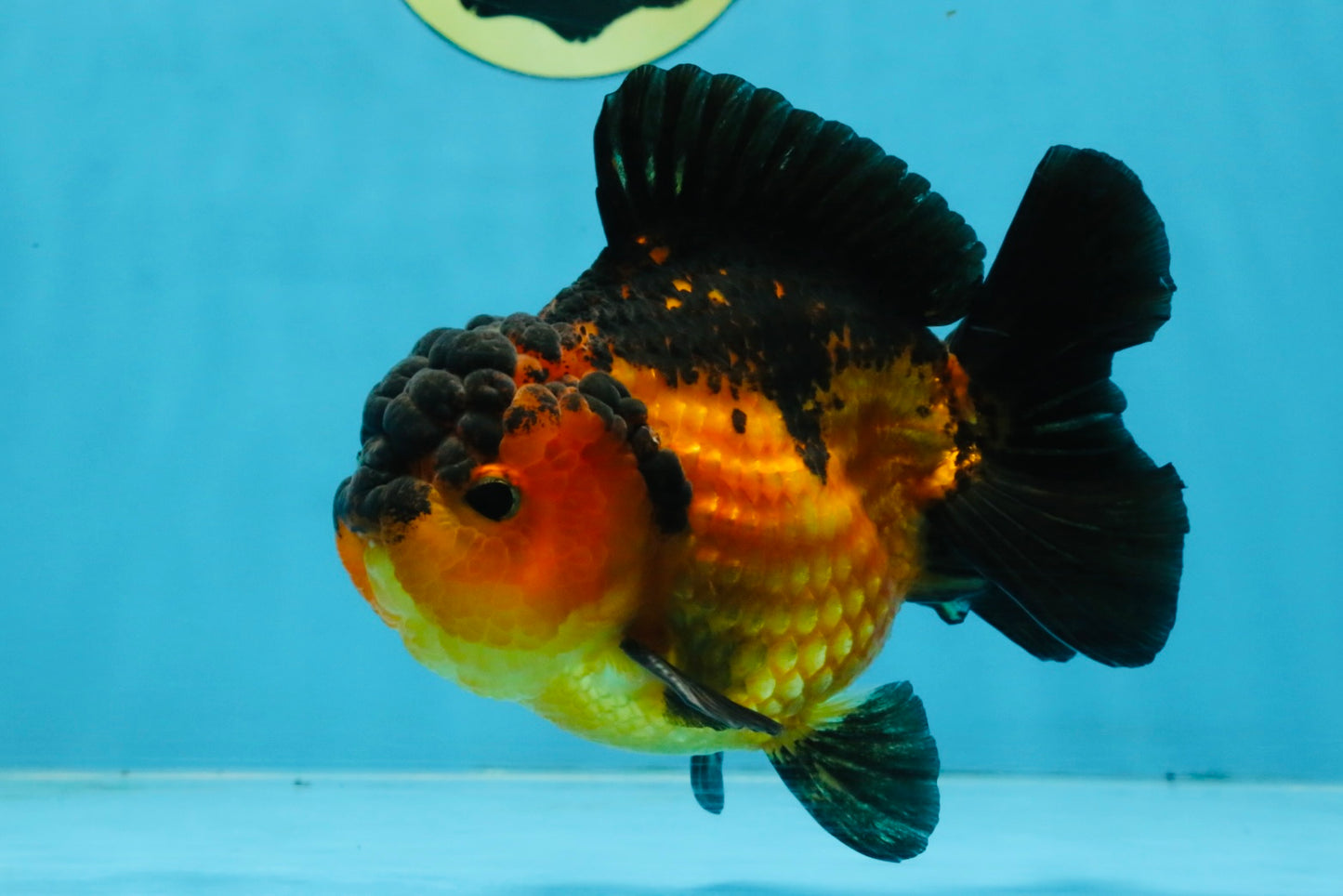 Apache Yuanbao Male 5 inches #110725YB_07