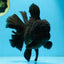AAA Grade Godzilla Black Oranda Male 6 inches #080125OR_05