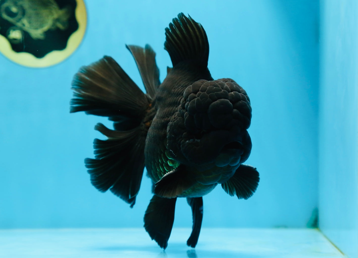 AAA Grade Godzilla Black Oranda Male 6 inches #080125OR_05