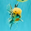 CHONKY AAA Grade Marble Oranda Male 5.5-6 inches #071726OR_28