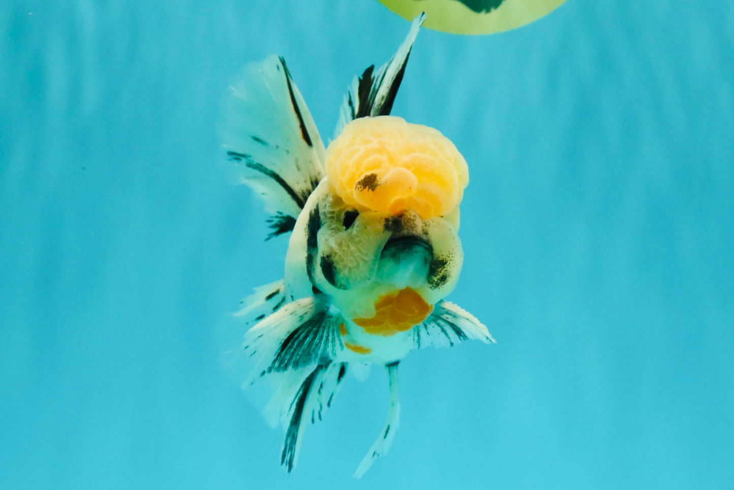 CHONKY AAA Grade Marble Oranda Male 5.5-6 inches #071726OR_28
