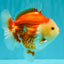 AAA Grade Red White Yuanbao Male 5 inches #072426YB_23
