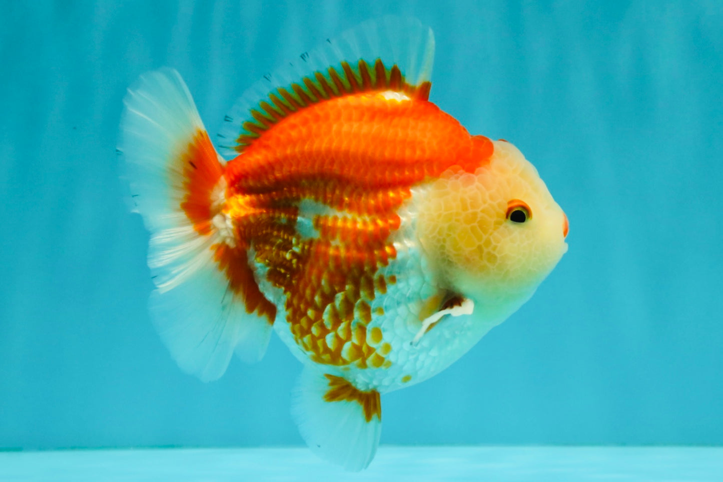 AAA Grade Red White Yuanbao Male 5 inches #072426YB_23