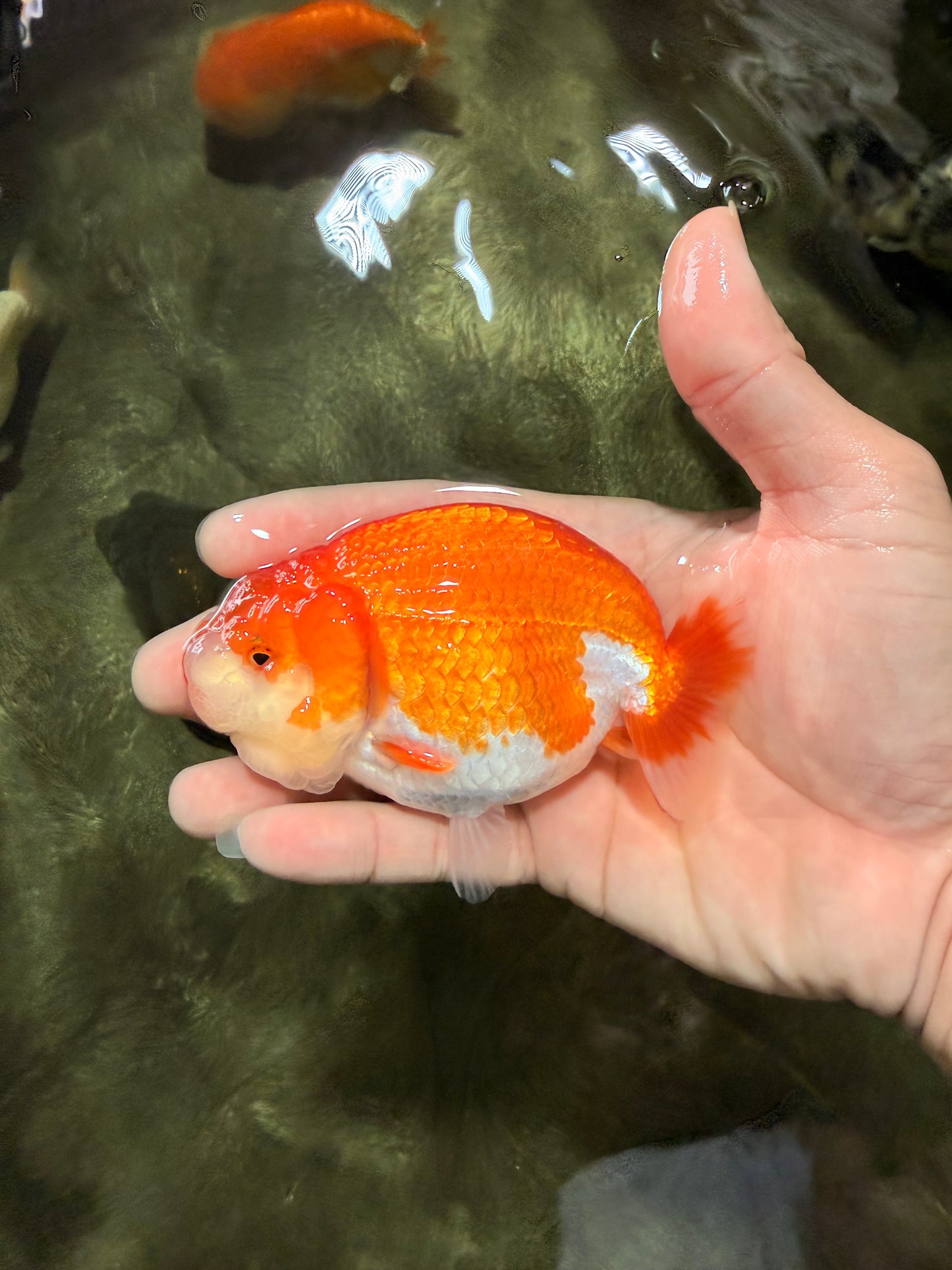 A Grade Red White LionQueen 4-4.5 inches #081426LC_18
