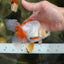 A Grade Orange White Oranda Male 5 inches #060625OR_16