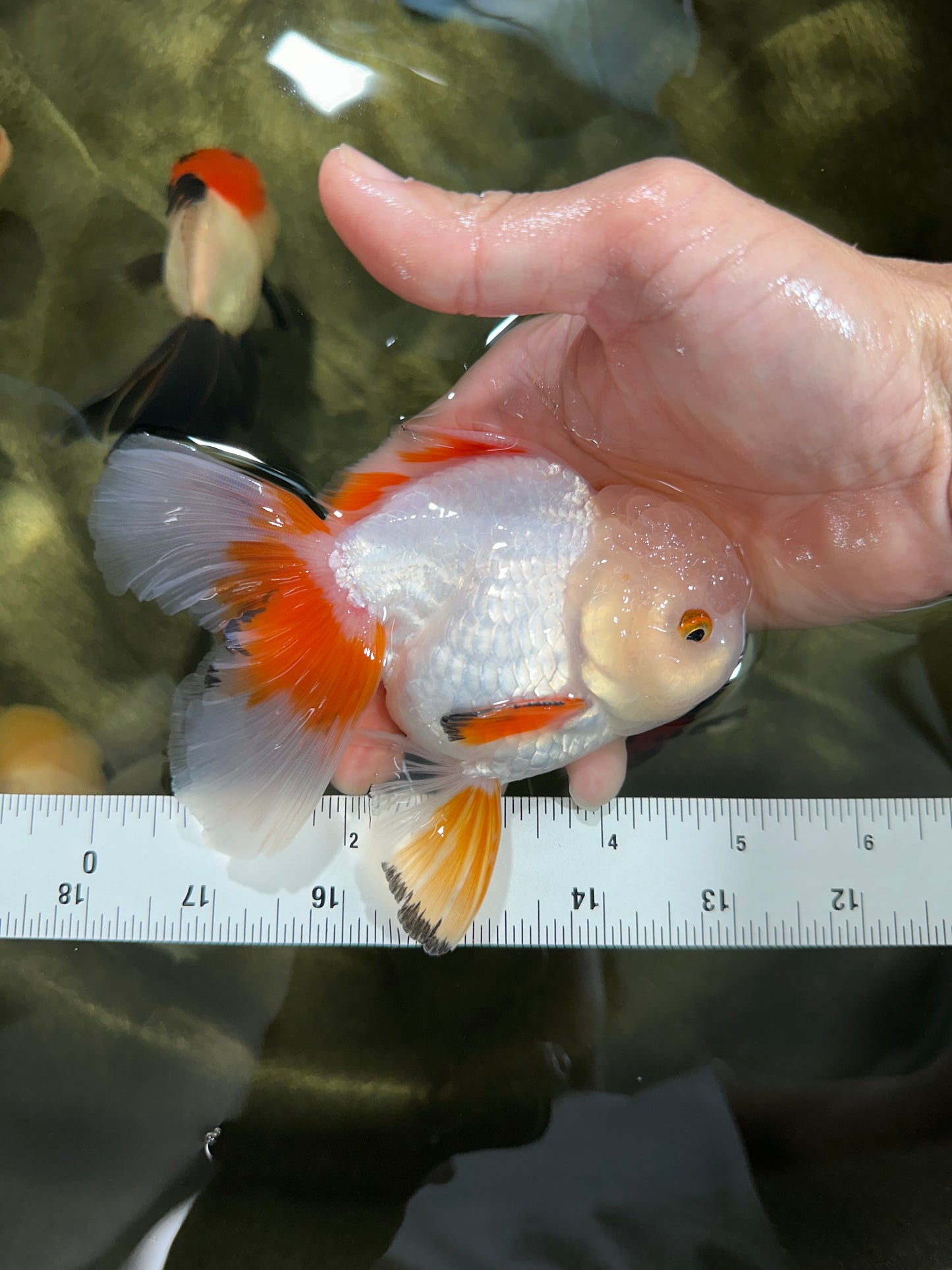A Grade Orange White Oranda Male 5 inches #060625OR_16
