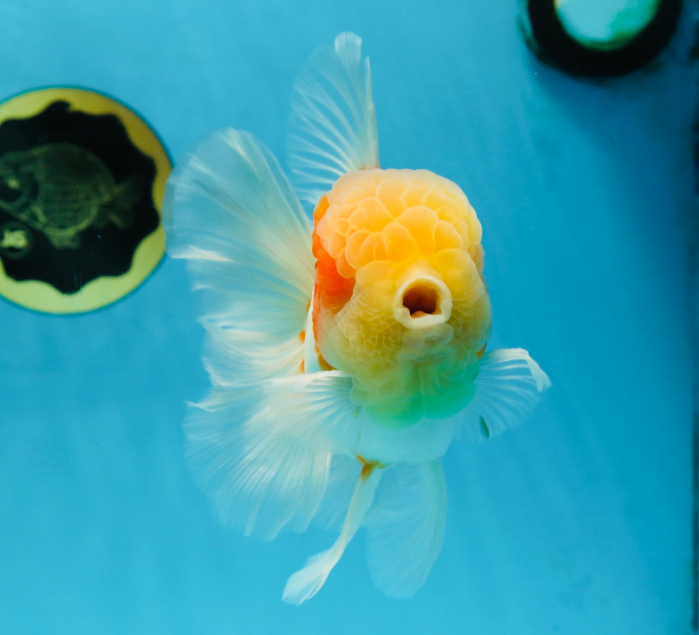 AAA Grade Godzilla Sakura Oranda Male 6 inches #053025OR_25