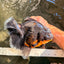 AAA Grade Jumbo Bloodline Kirin Oranda Male 7.5 inches #061926OR_05