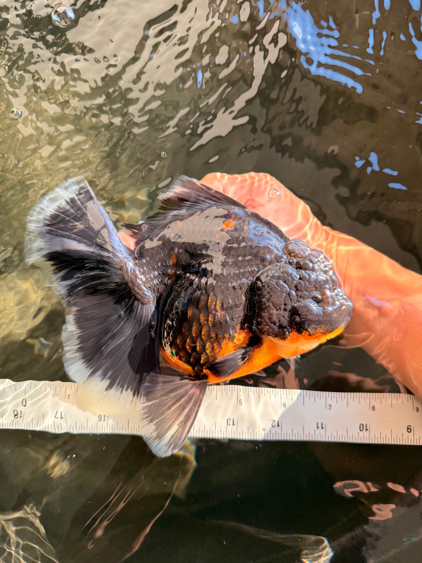 AAA Grade Jumbo Bloodline Kirin Oranda Male 7.5 inches #061926OR_05