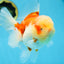 A Grade FLUFFY WEN Sakura Oranda Female 6  inches #091225OR_14