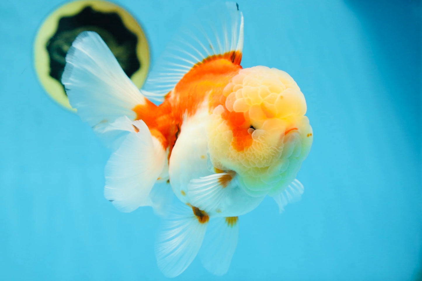 A Grade FLUFFY WEN Sakura Oranda Female 6  inches #091225OR_14