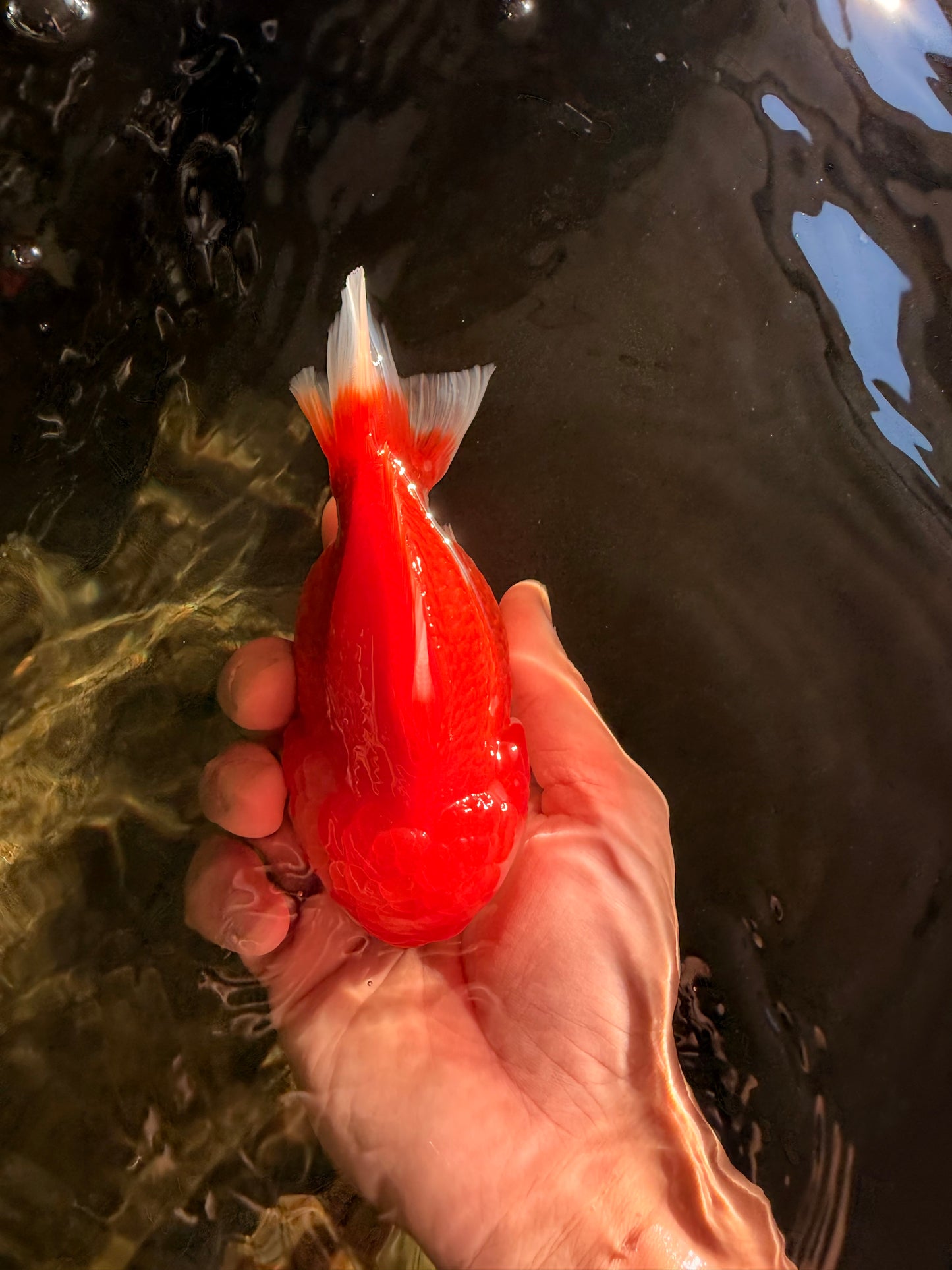 SPECIAL AAA Grade Red White Yuanbao Male 5-5.5 inches #050826YB_09