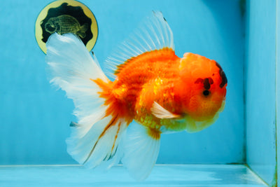 A Grade Sakura Oranda Male 6-6.5 inches #121925OR_11