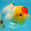 AAA Grade Godzilla Red White Oranda Female 6.5 inches #081525OR_14