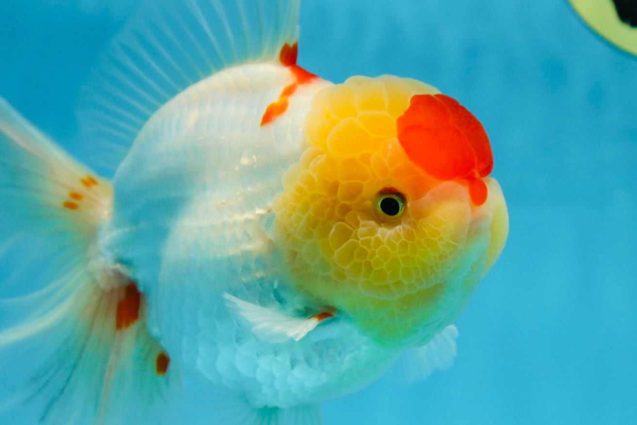 AAA Grade Godzilla Red White Oranda Female 6.5 inches #081525OR_14