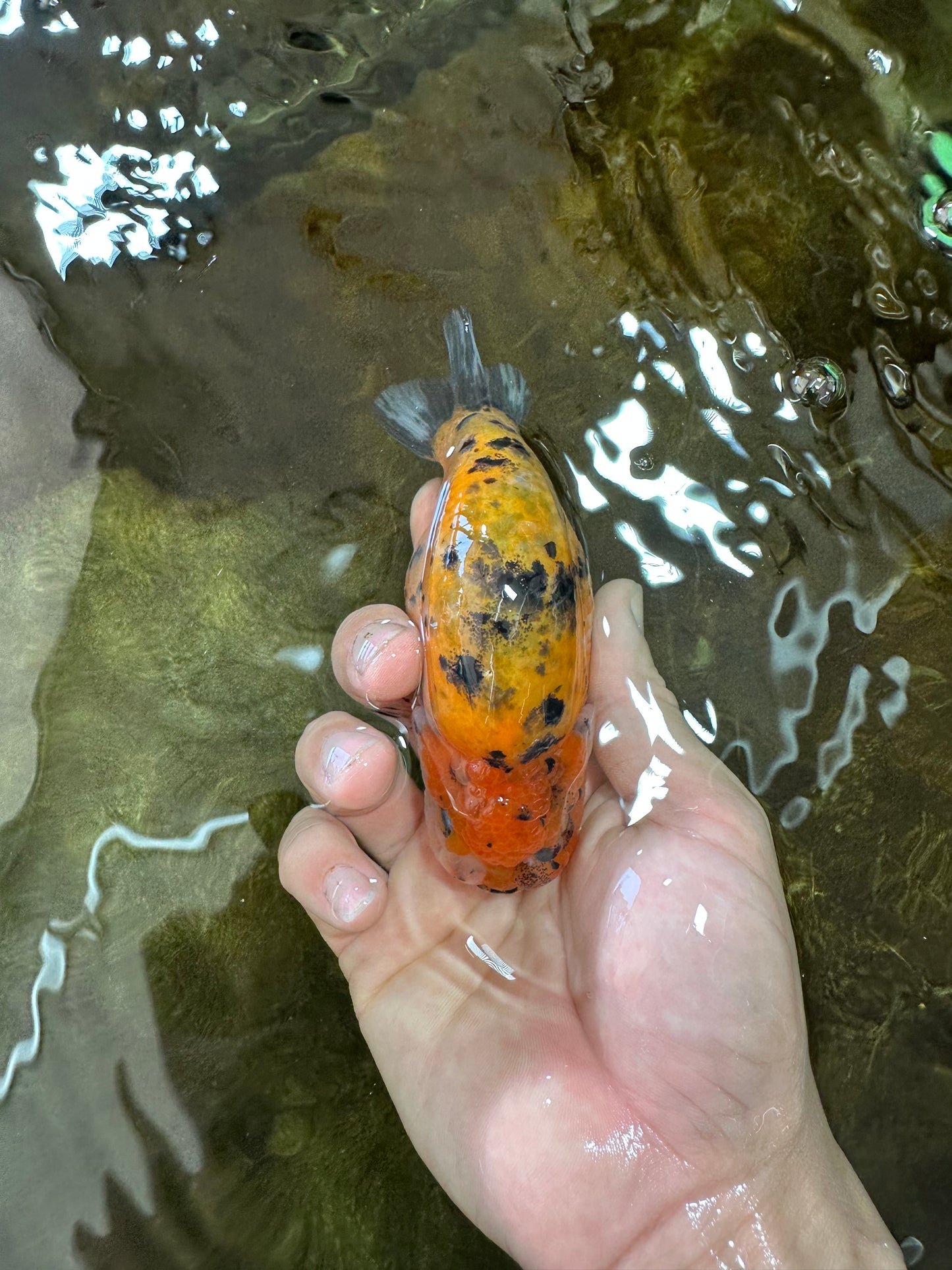 Tiger Lionchu Female 4.5 inches #062025LC_13