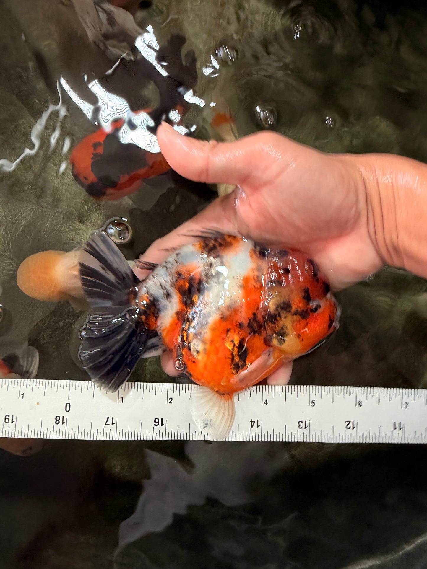 AAA Grade Calico Yuanbao Male 5.5 inches #073126YB_19