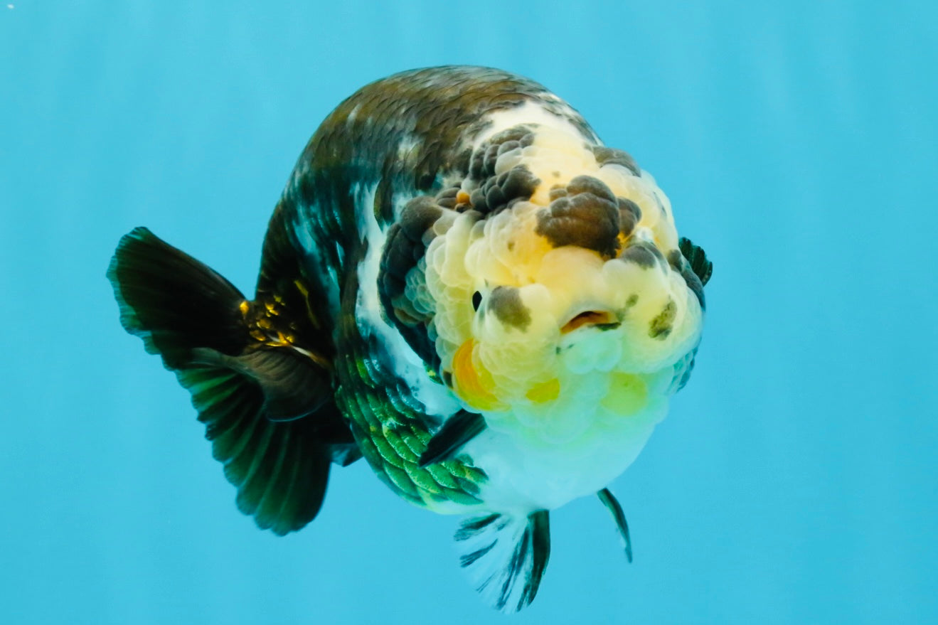 A Grade Ink Chinese Ranchu Male 5.5 inches #022026RC_19