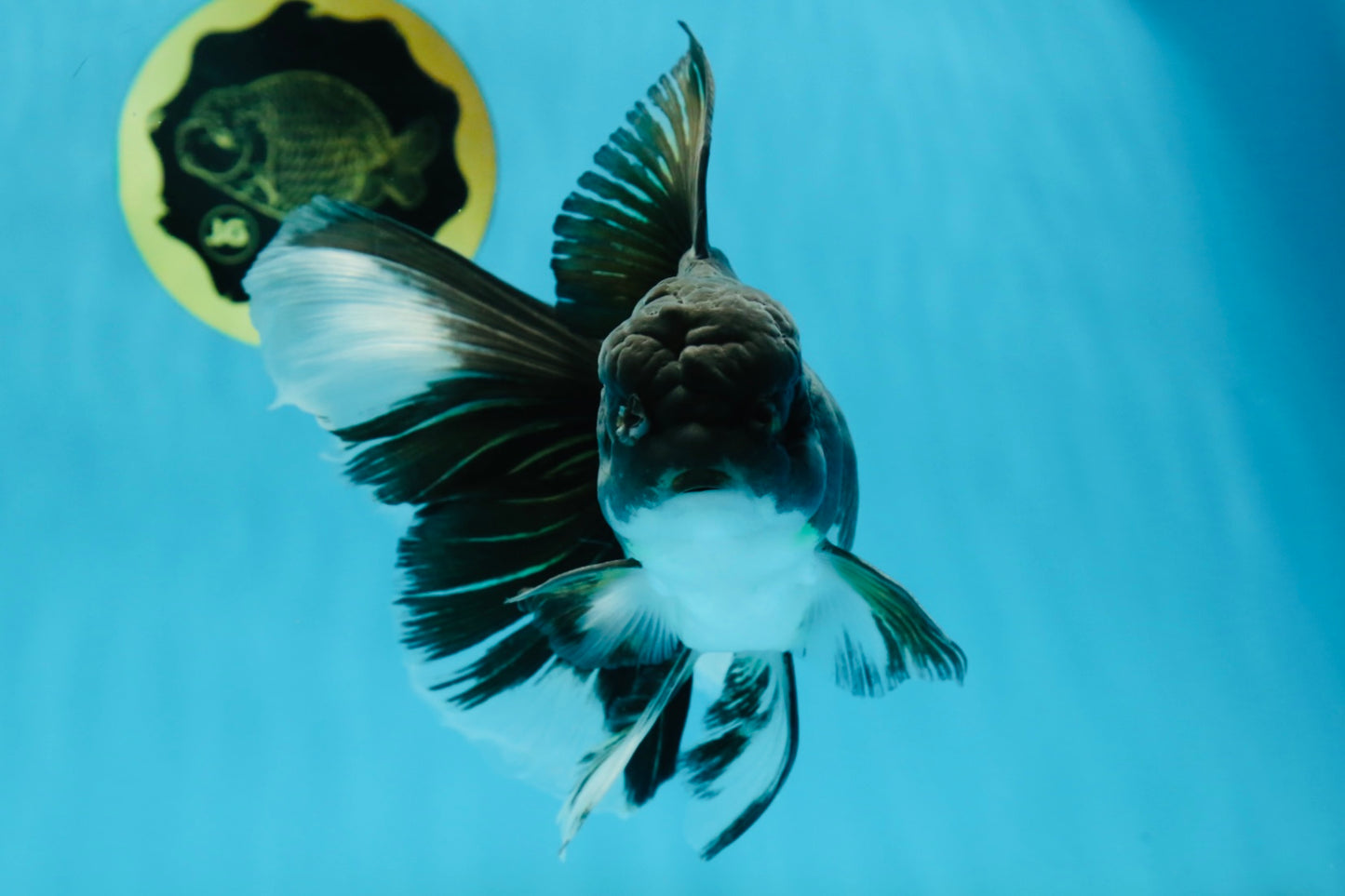 A Grade Fluffy Tail Panda Oranda Male 6.5 inches #010325OR_14