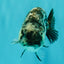 AAA Grade White Tiger Ranchu Female 4.5 inches #071726RC_09