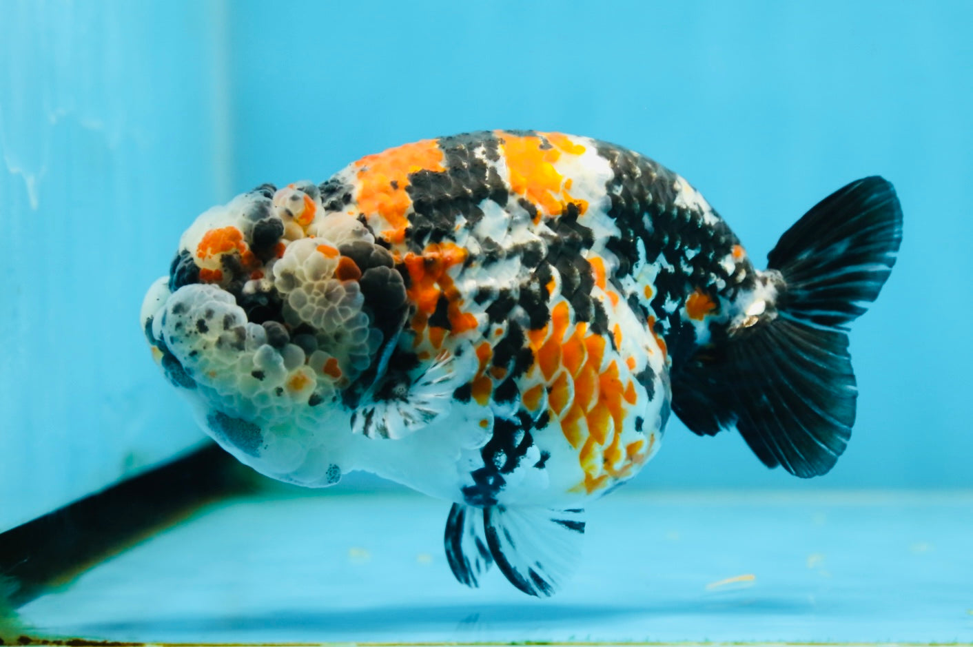 RARE AAA Grade Special Tricolor Tiger LionQueen 4.5-5 inches #082225LC_02