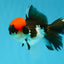 Red Head Tricolor Oranda Male 4.5-5 inches #032726OR_09
