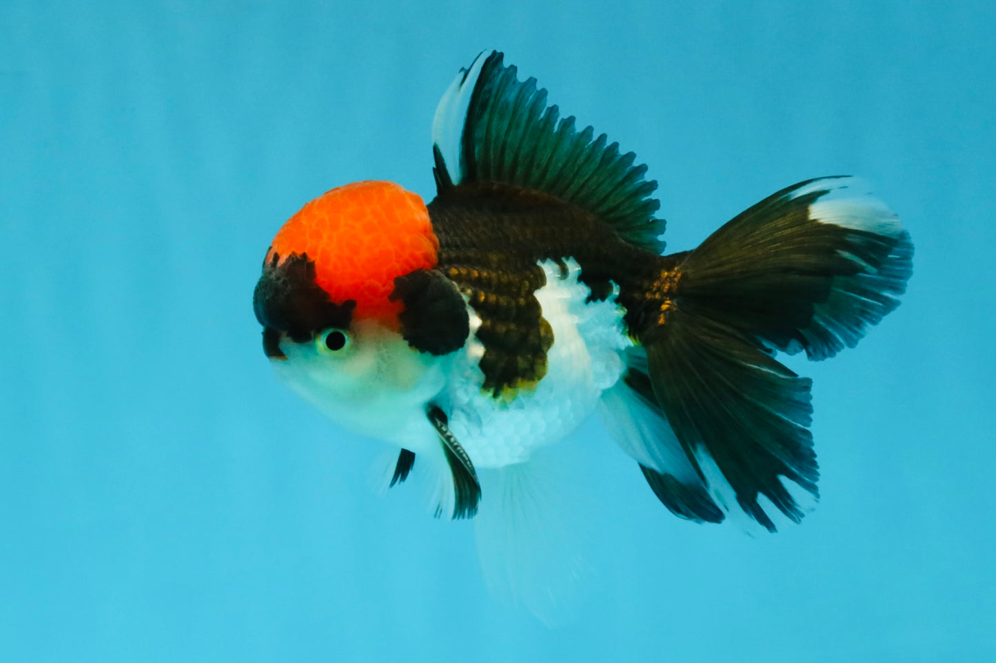 Red Head Tricolor Oranda Male 4.5-5 inches #032726OR_09