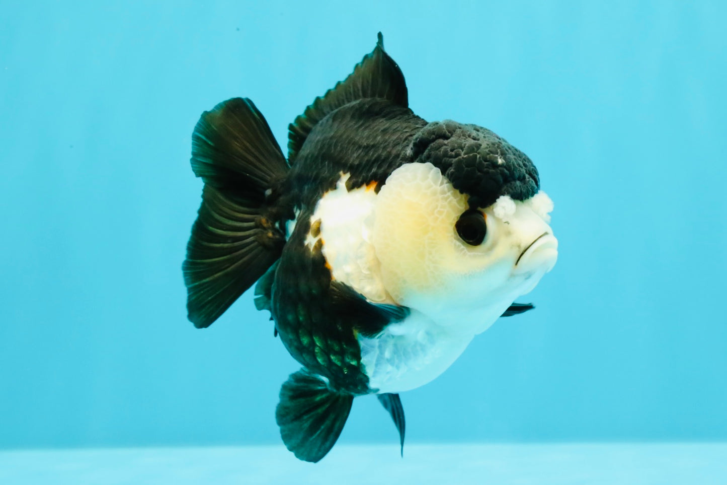 ADORABLE Pom Pom Panda Yuanbao Female 4 inches #031326YB_14