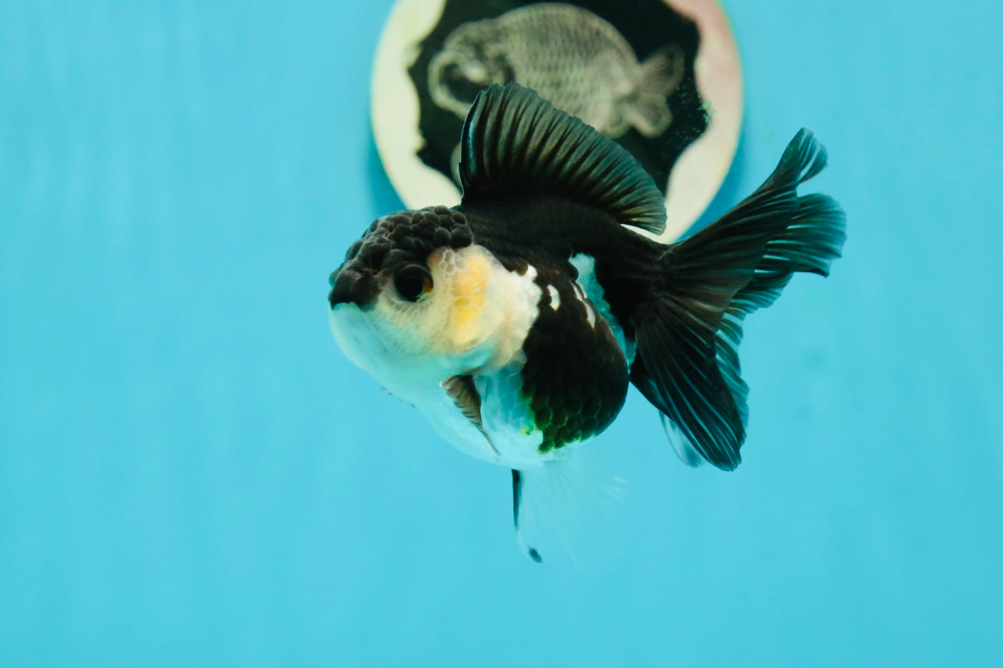 White Cheeks Panda Oranda Female 3-3.5 inches #1011OR_29