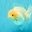 AAA Grade White Yuanbao Male 4.5-5 inches #072426YB_28
