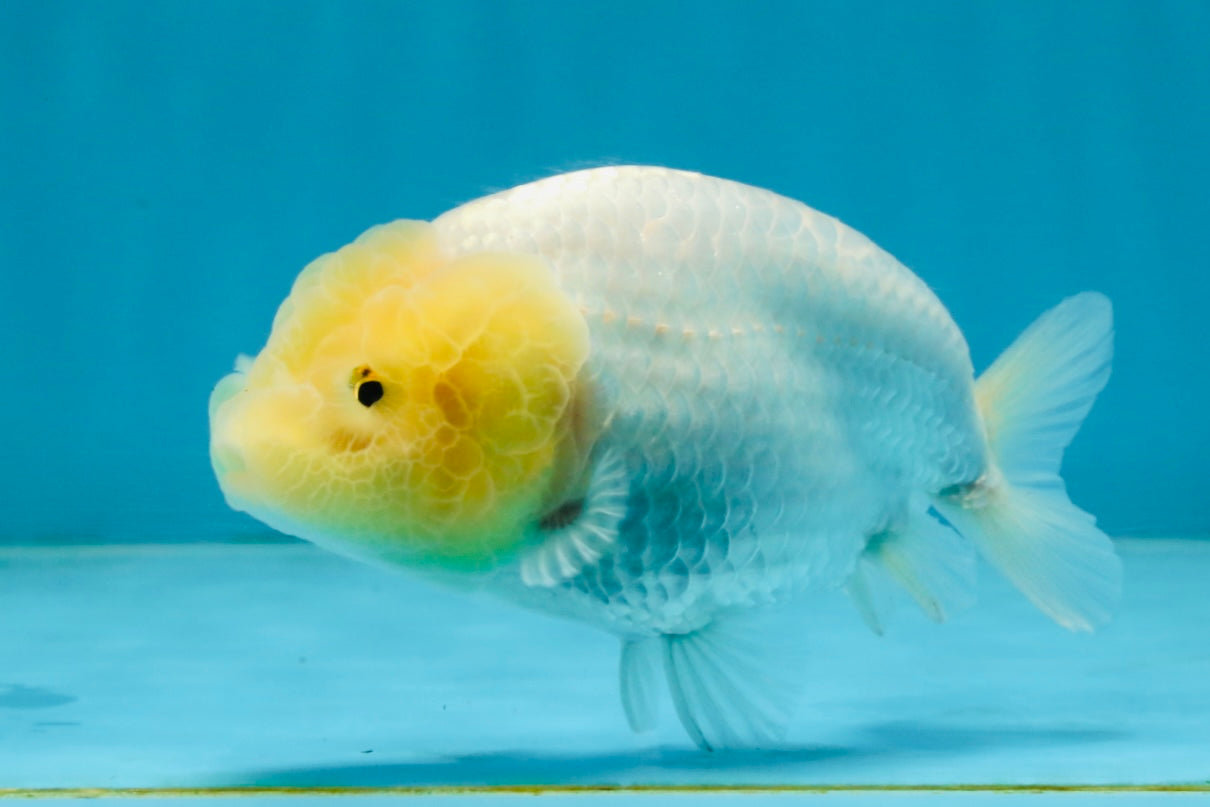 A Grade White LionQueen 4-4.5 inches #102425LC_12