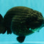 JAMES BOND AAA Grade Black Ranchu Female 6 inches #100926RC_34