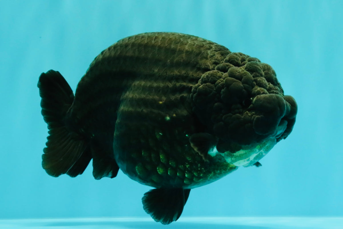 JAMES BOND AAA Grade Black Ranchu Female 6 inches #100926RC_34