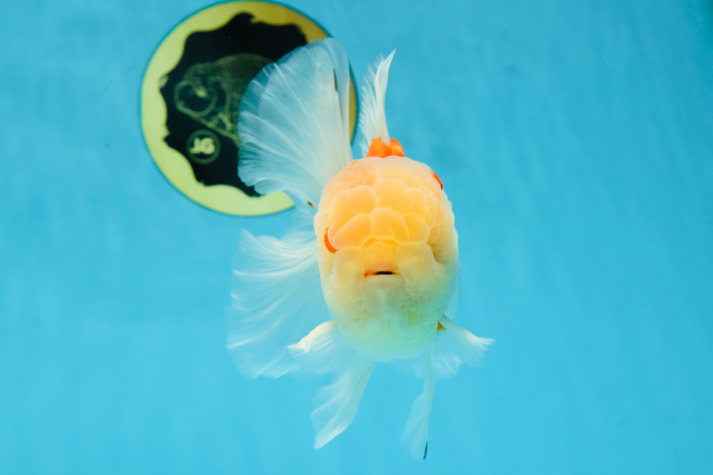 AAA Grade Godzilla Sakura Oranda Male 5 inches #052325OR_09