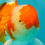 A Grade Red White Oranda Male 5.5-6 inches #090426OR_09