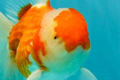 A Grade Red White Oranda Male 5.5-6 inches #090426OR_09