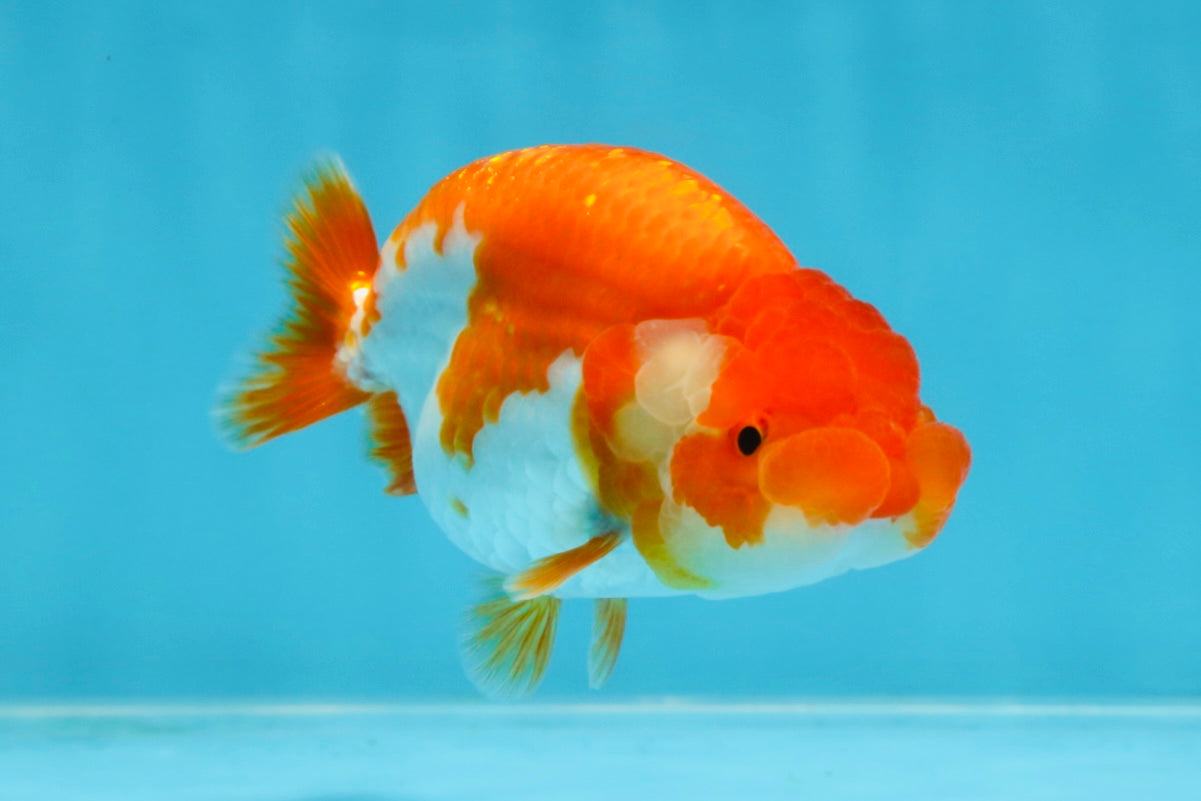 AAA Grade Red White LionQueen 4 inches #101725LC_08