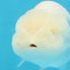 Snow White Lionchu Female 3.5 inches #121925LC_01
