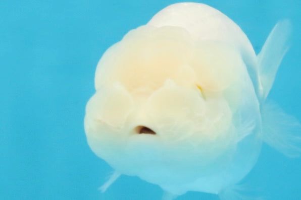 Snow White Lionchu Female 3.5 inches #121925LC_01