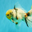 A Grade Marble Oranda Male 6.5 inches #072426OR_07