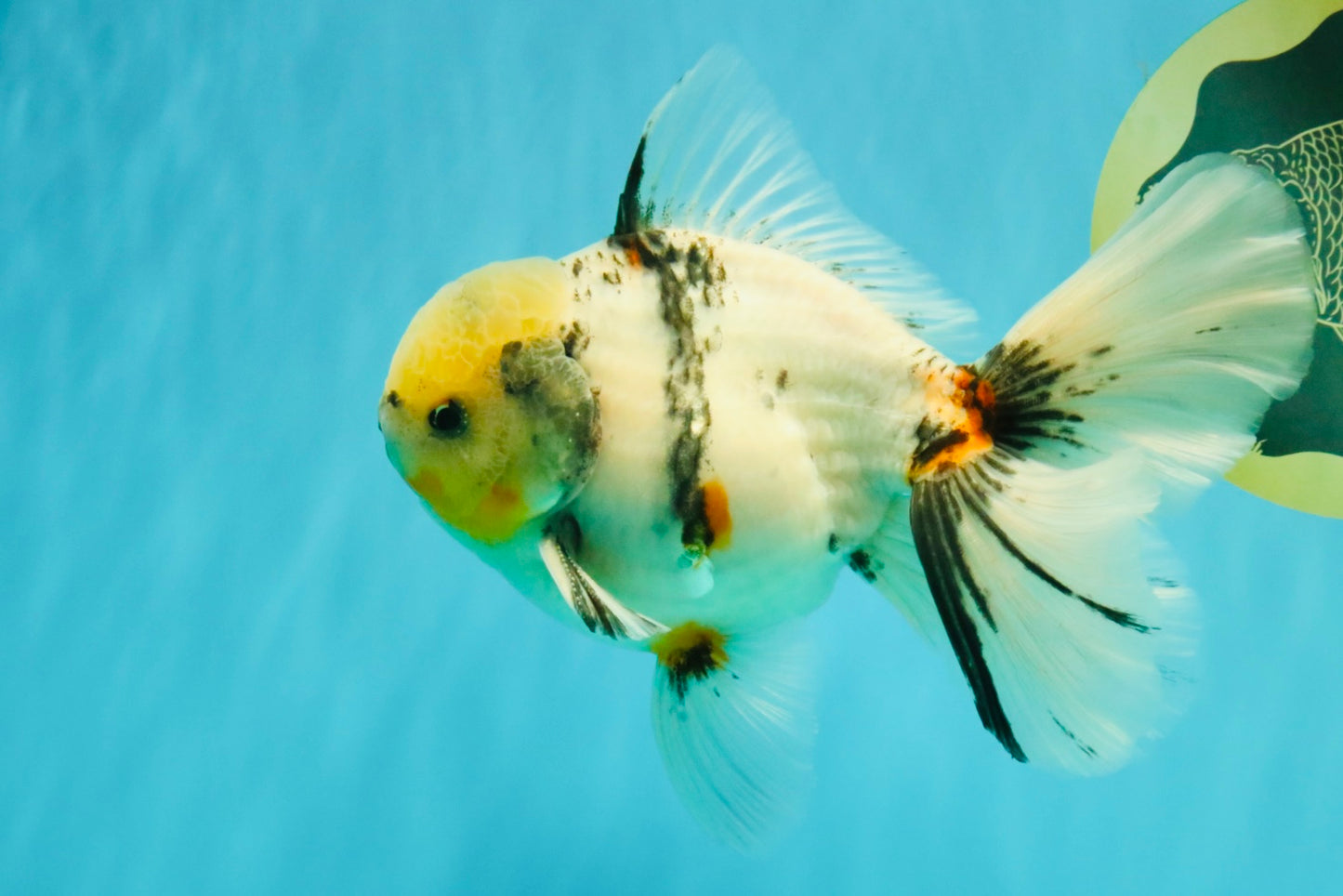 A Grade Marble Oranda Male 6.5 inches #072426OR_07
