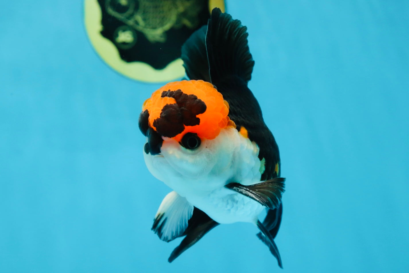 Tricolor Oranda Male 4.5-5 inches #053025OR_23