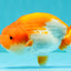 A Grade Red White LionKing 4.5 inches #070326LC_36