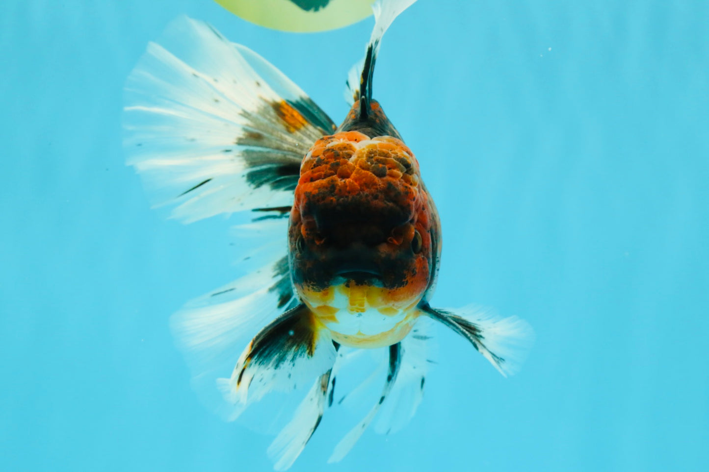 AAA Grade Dark Kirin Long Tail Oranda Male 6.5-7 inches #022726OR_09