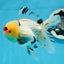 AAA Grade Tricolor Oranda Male 4.5-5 inches #0830OR_18