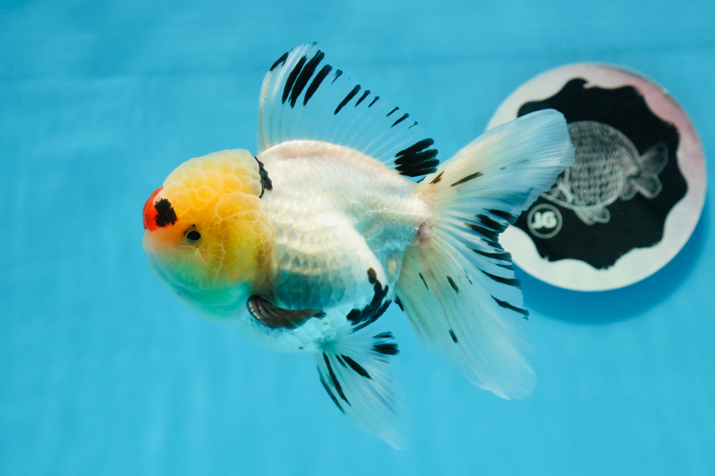 AAA Grade Tricolor Oranda Male 4.5-5 inches #0830OR_18